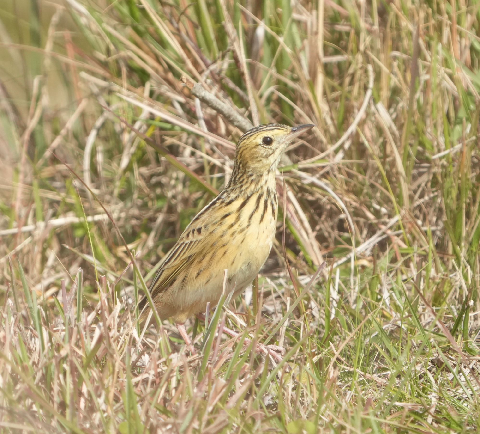 Anthus&nbsp;nattereri