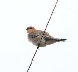 Photo Golondrina Cabeza Rojiza