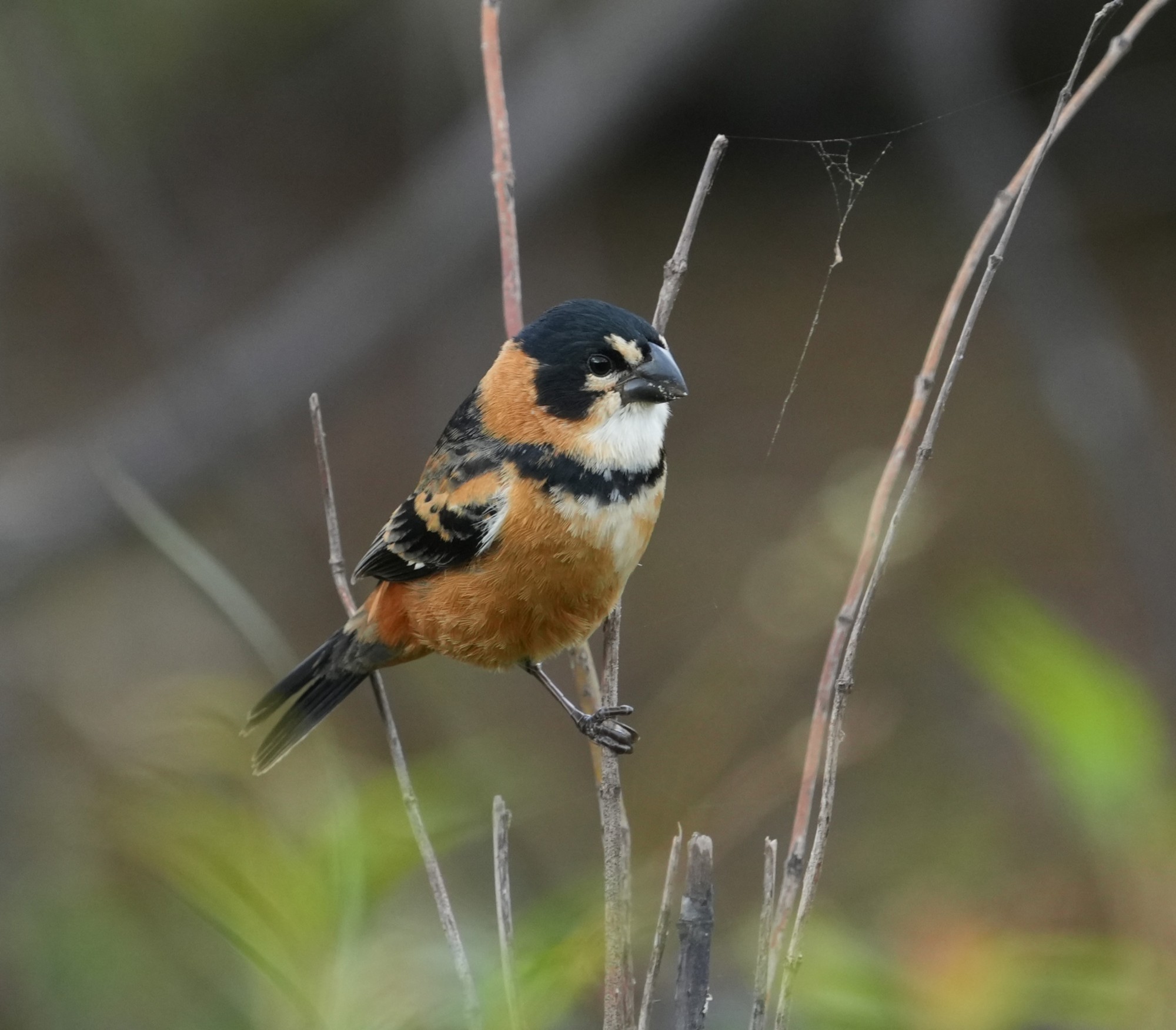 Sporophila&nbsp;collaris