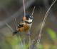  (Sporophila collaris)