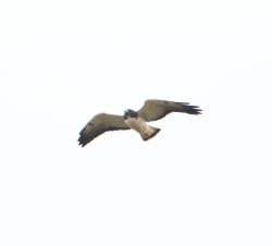 Foto Aguilucho Alas Largas