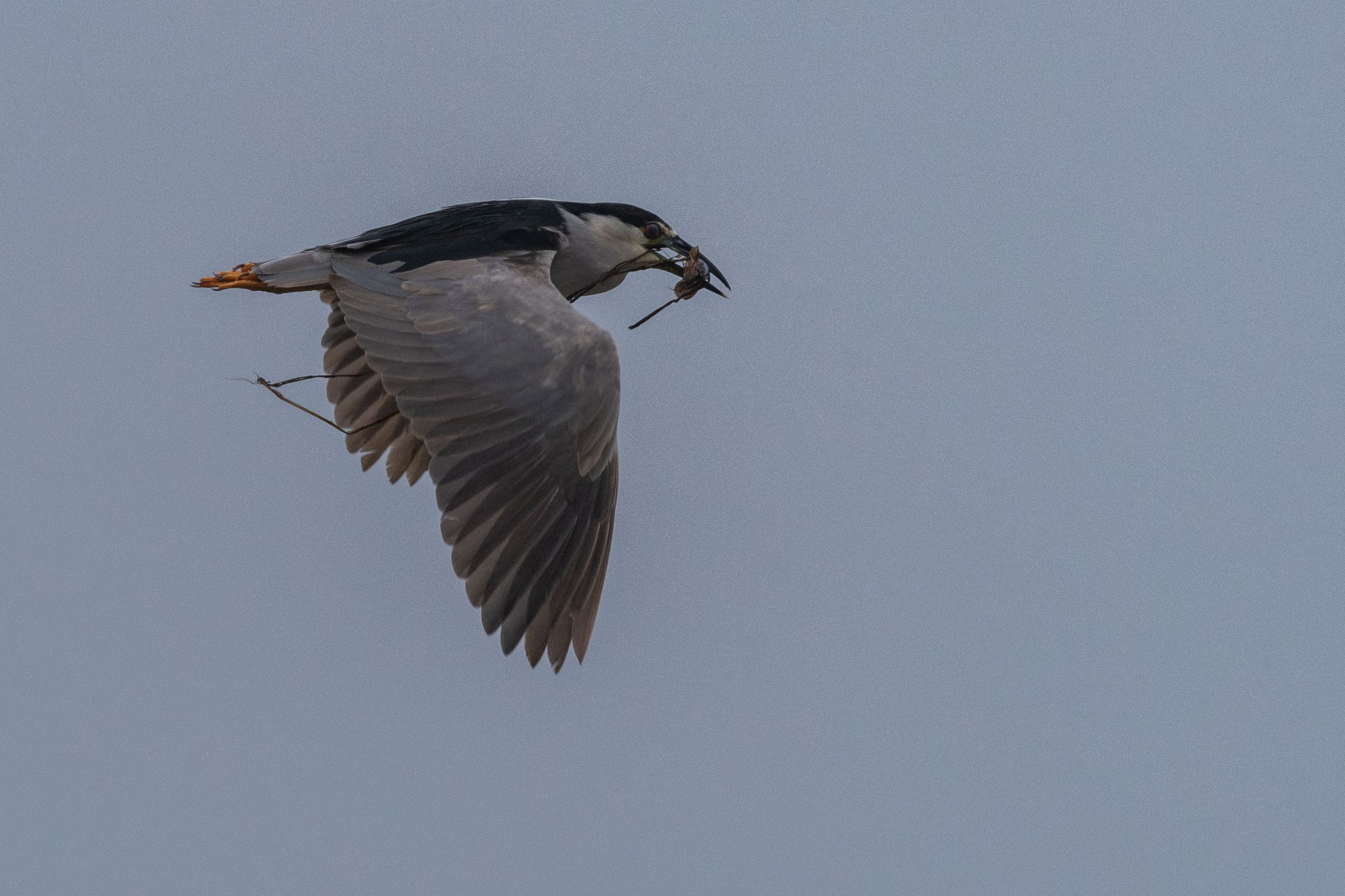 Nycticorax&nbsp;nycticorax
