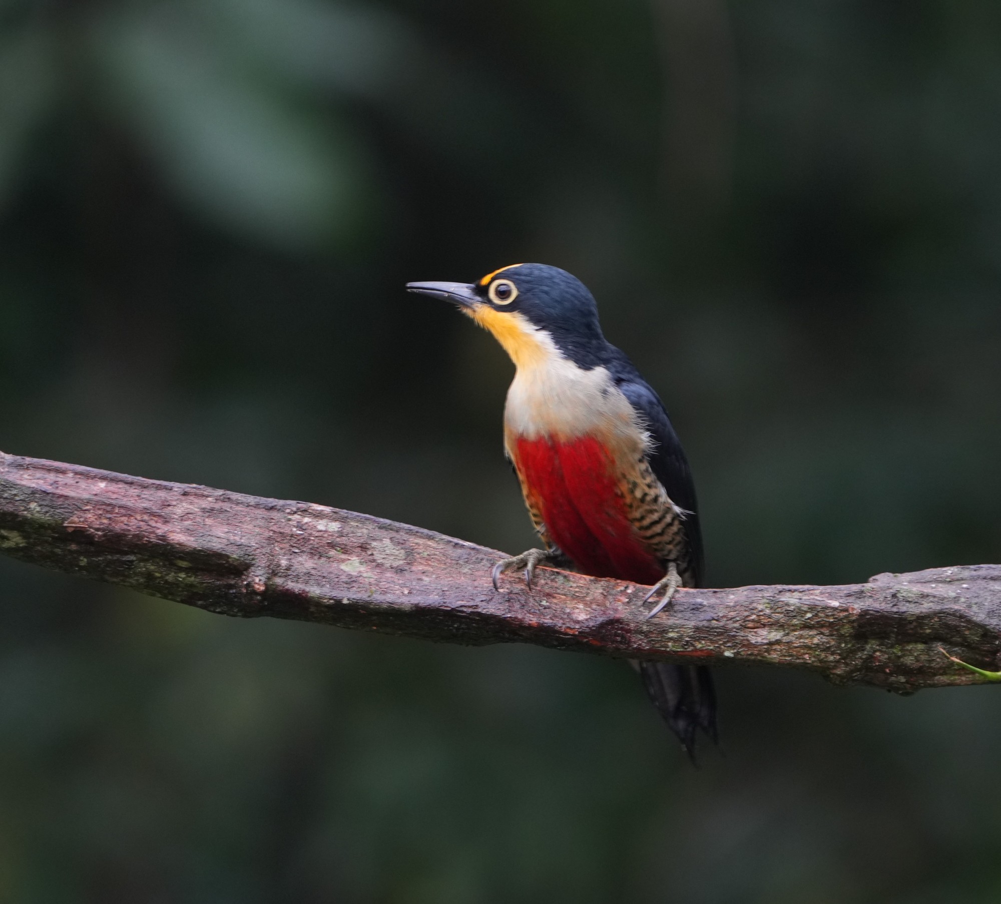 Photo Carpintero Arcoiris