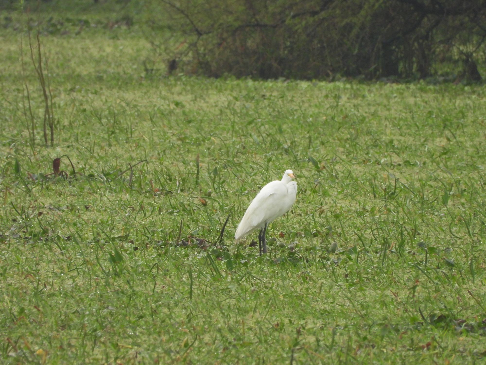 Foto Garza Blanca