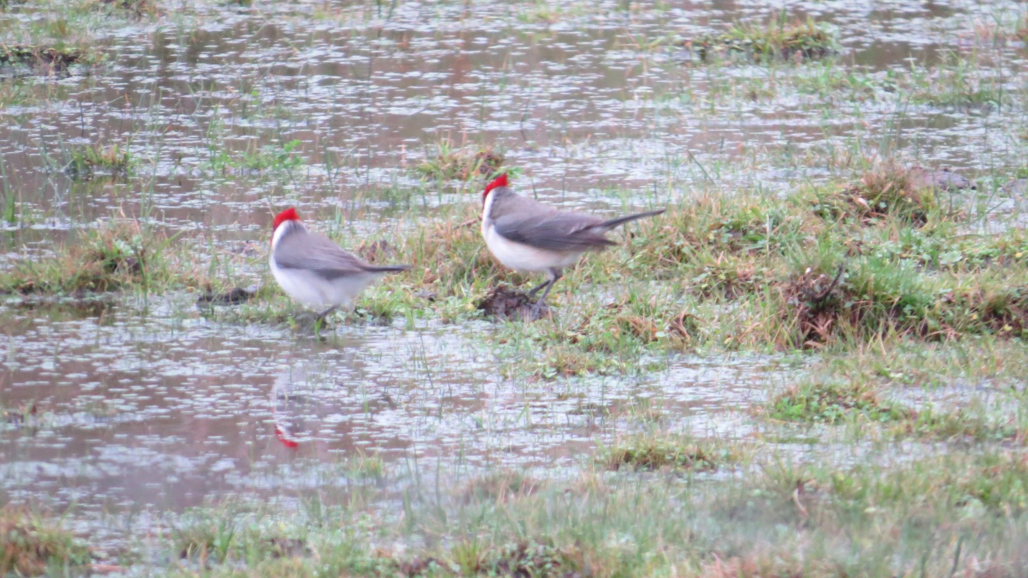 Photo Cardenal Común