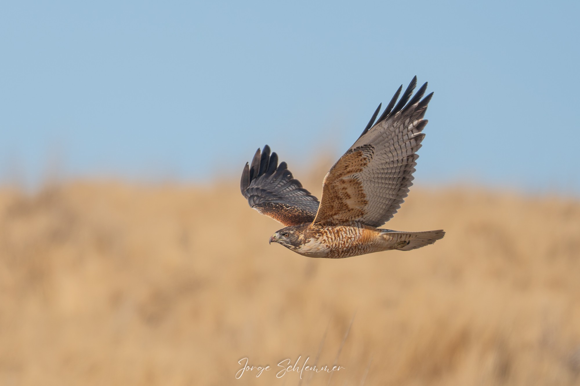 Foto Aguilucho Común