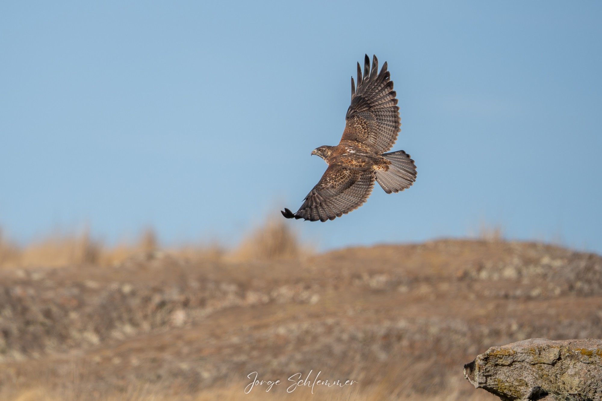 Foto Aguilucho Común