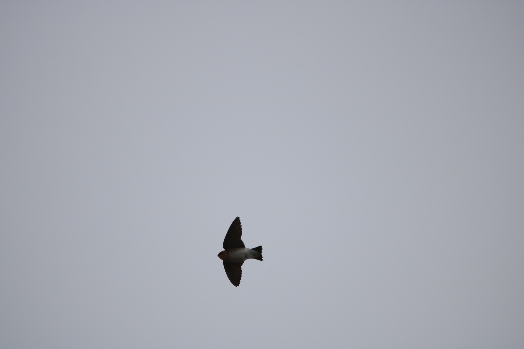 Foto Golondrina Cabeza Rojiza