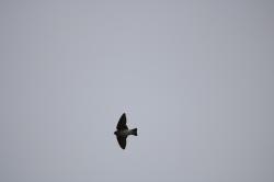 Photo Golondrina Cabeza Rojiza