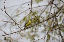 Foto Suirirí Amarillo