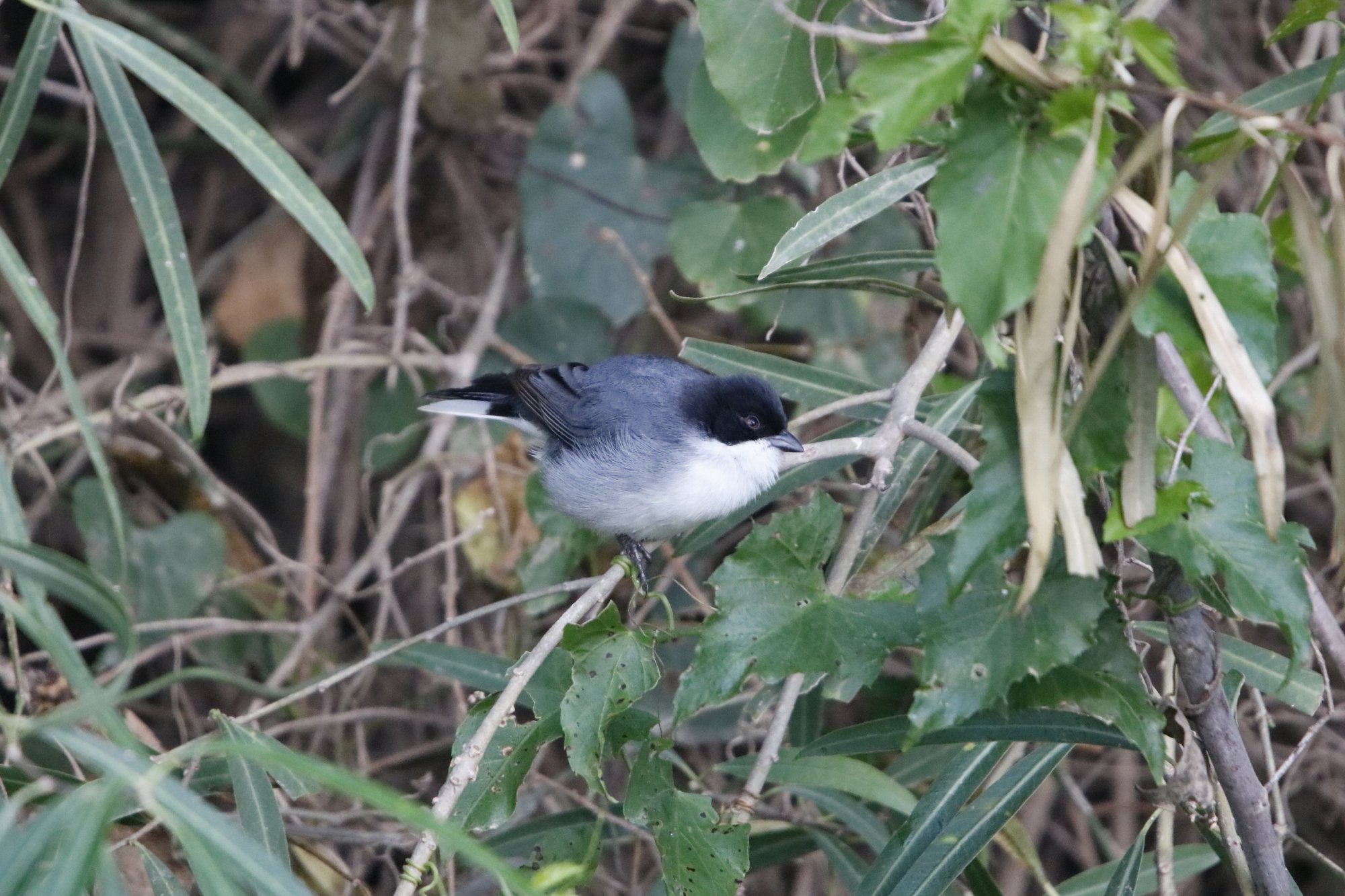 Photo Monterita Cabeza Negra