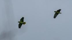Photo Loro Hablador