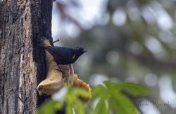 Foto Tangará Alcalde