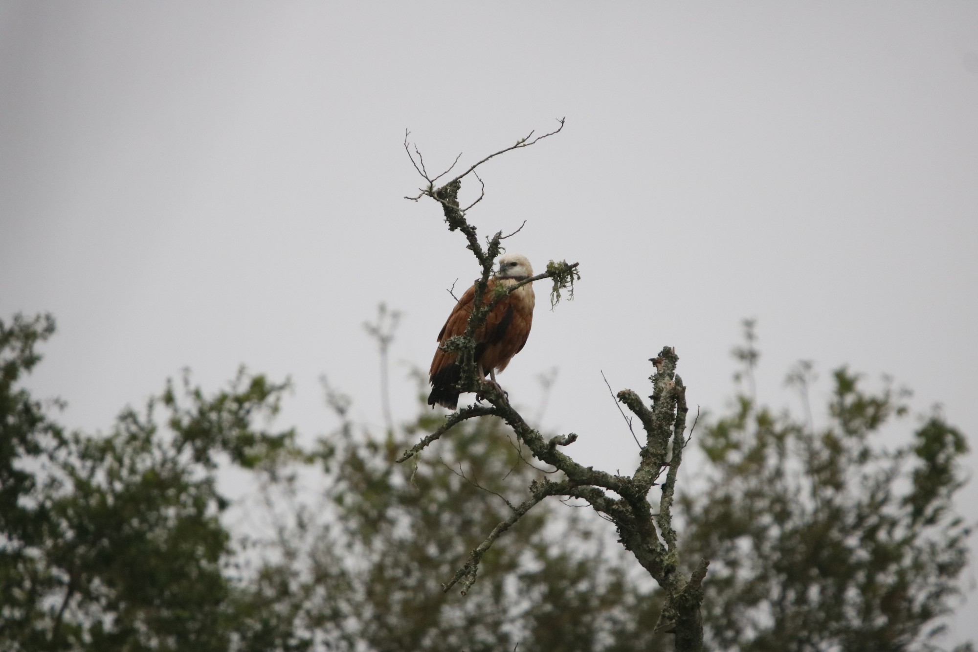 Photo Aguilucho Pampa