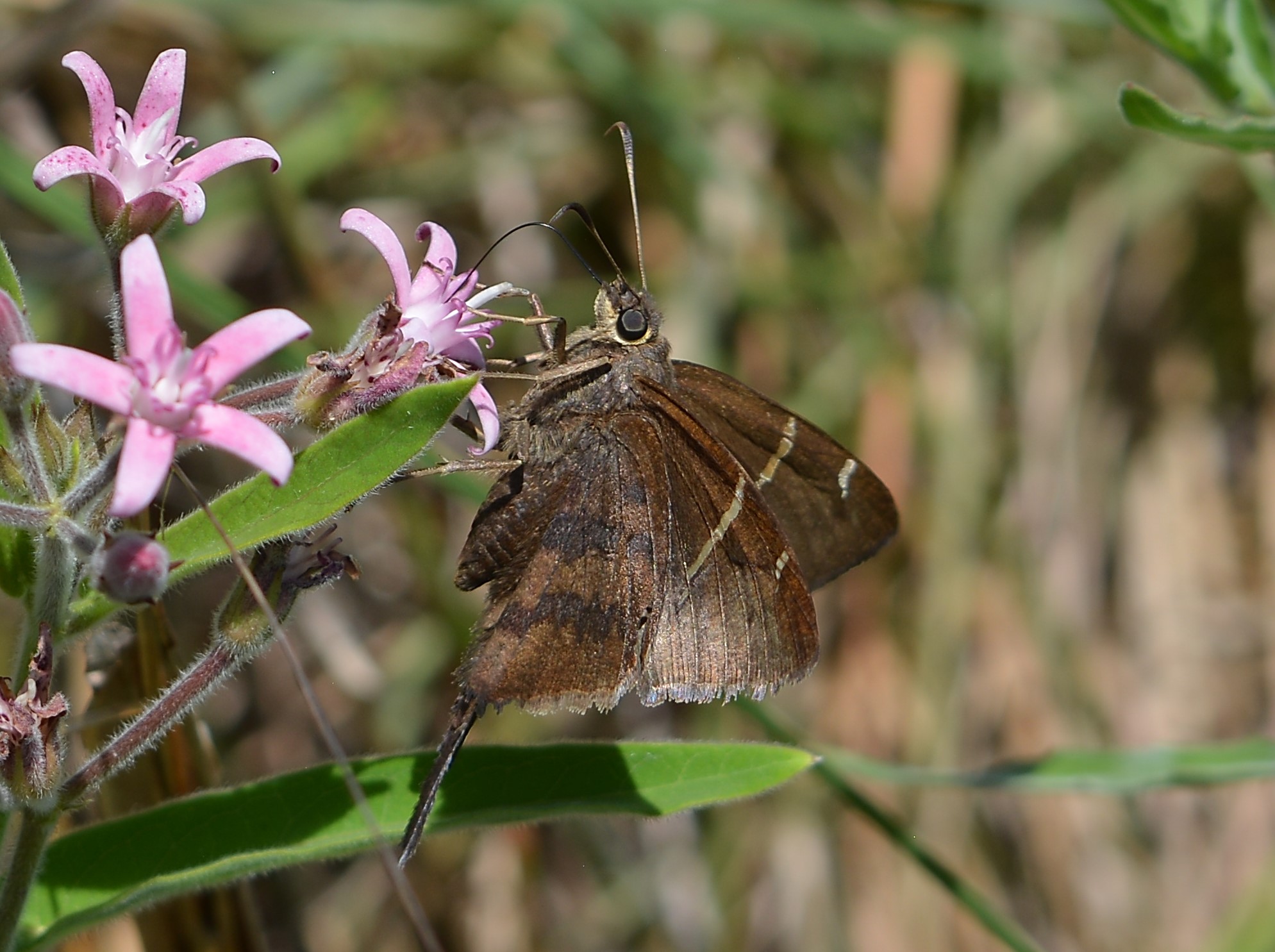 Foto Rabuda de Cobre