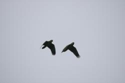 Photo Loro Hablador