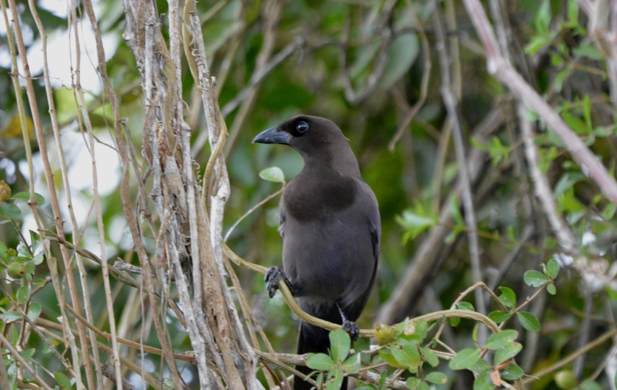 Foto Urraca Morada