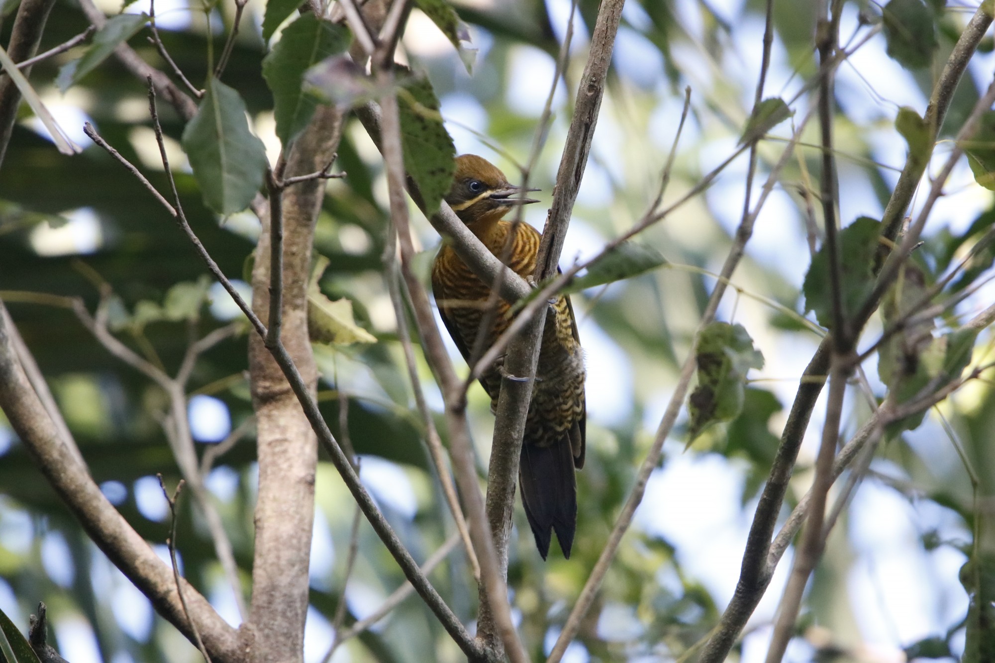 Foto Carpintero Dorado Común