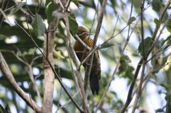 Foto Carpintero Dorado Común