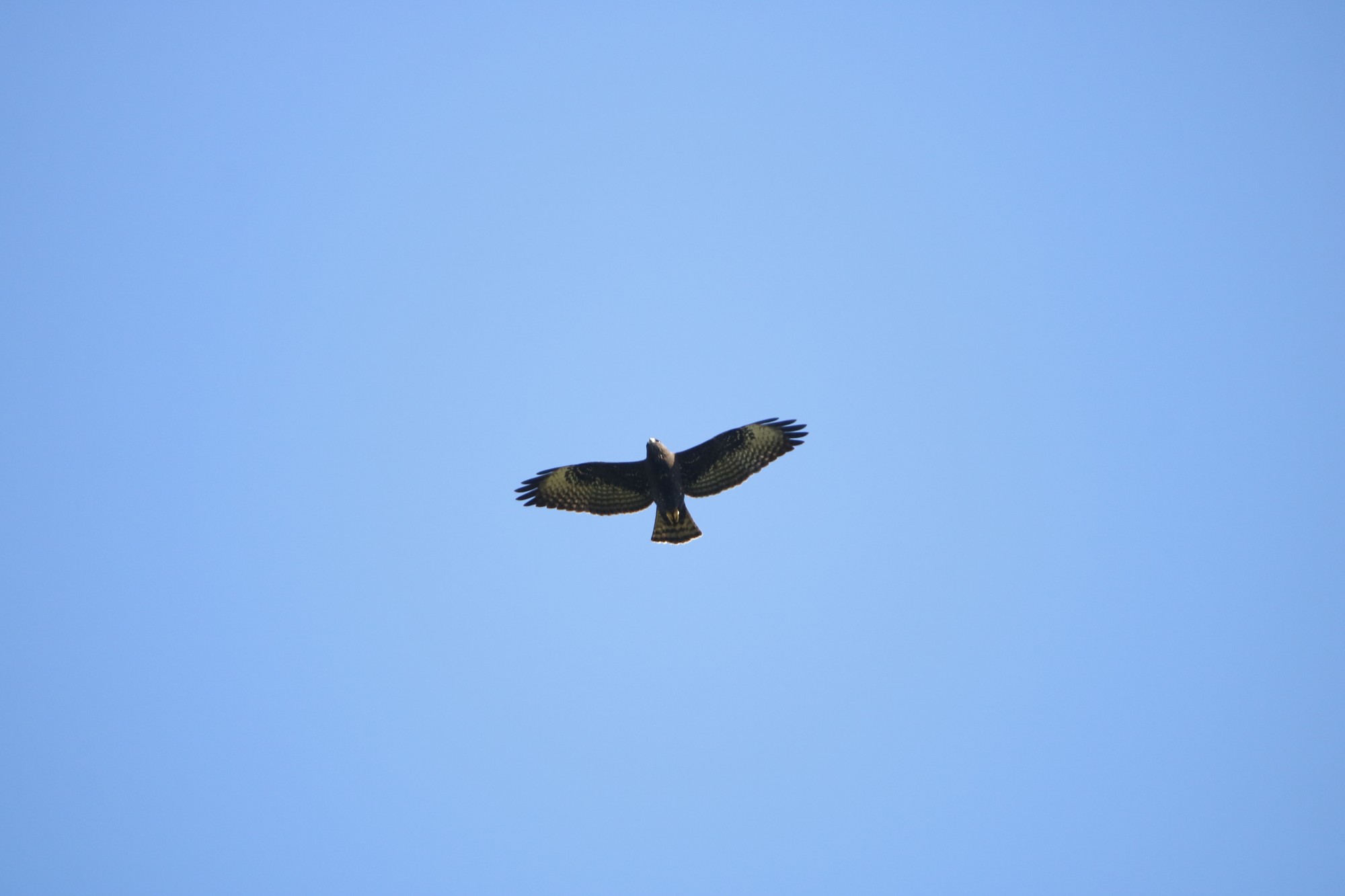 Foto Aguilucho Cola Corta