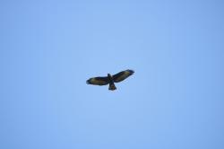 Foto Aguilucho Cola Corta