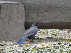Foto Urraca Morada