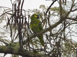 Photo Loro Hablador