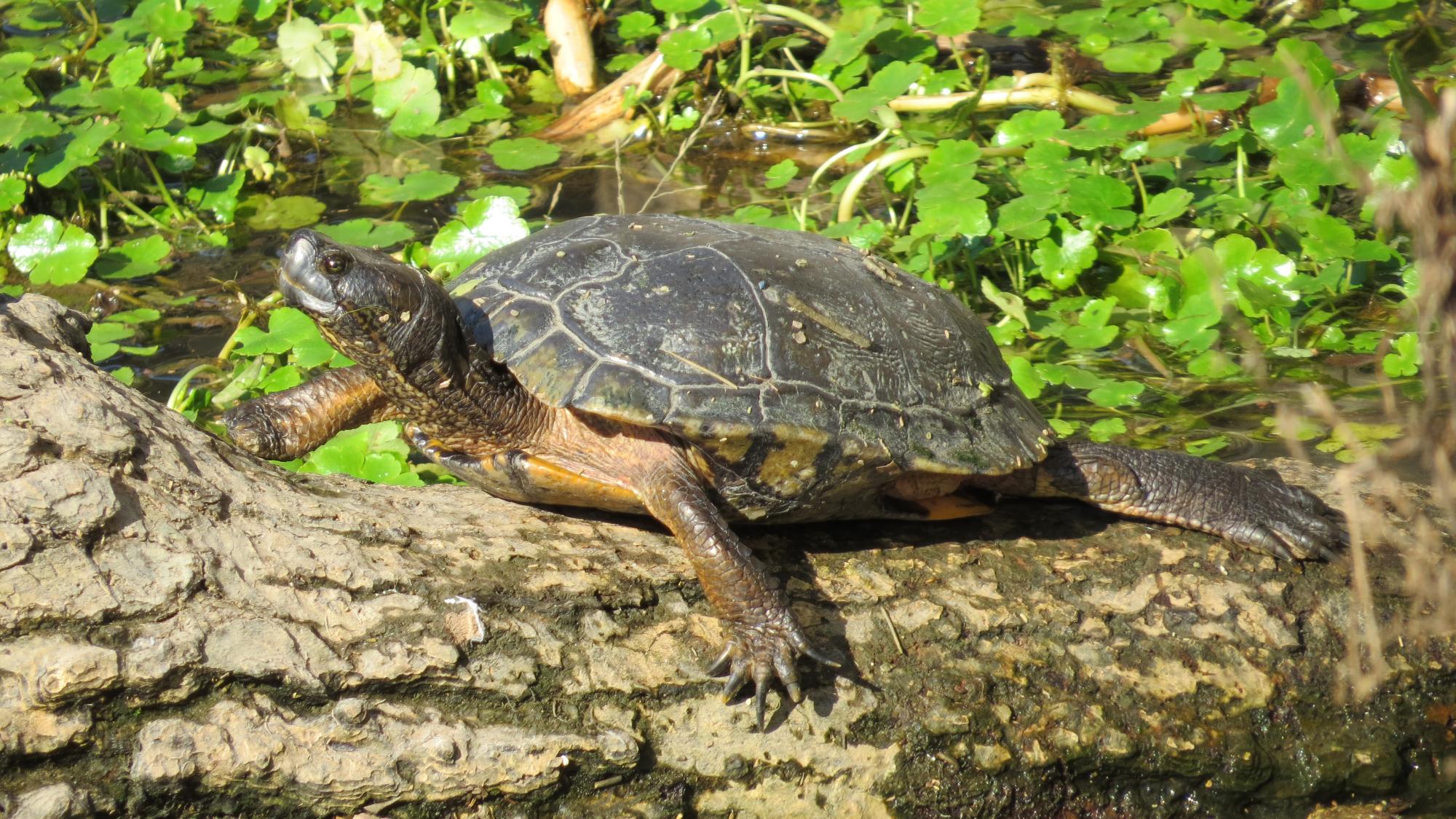 Trachemys&nbsp;scripta