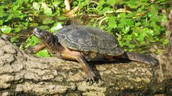 Red-eared Slider (Trachemys scripta)
