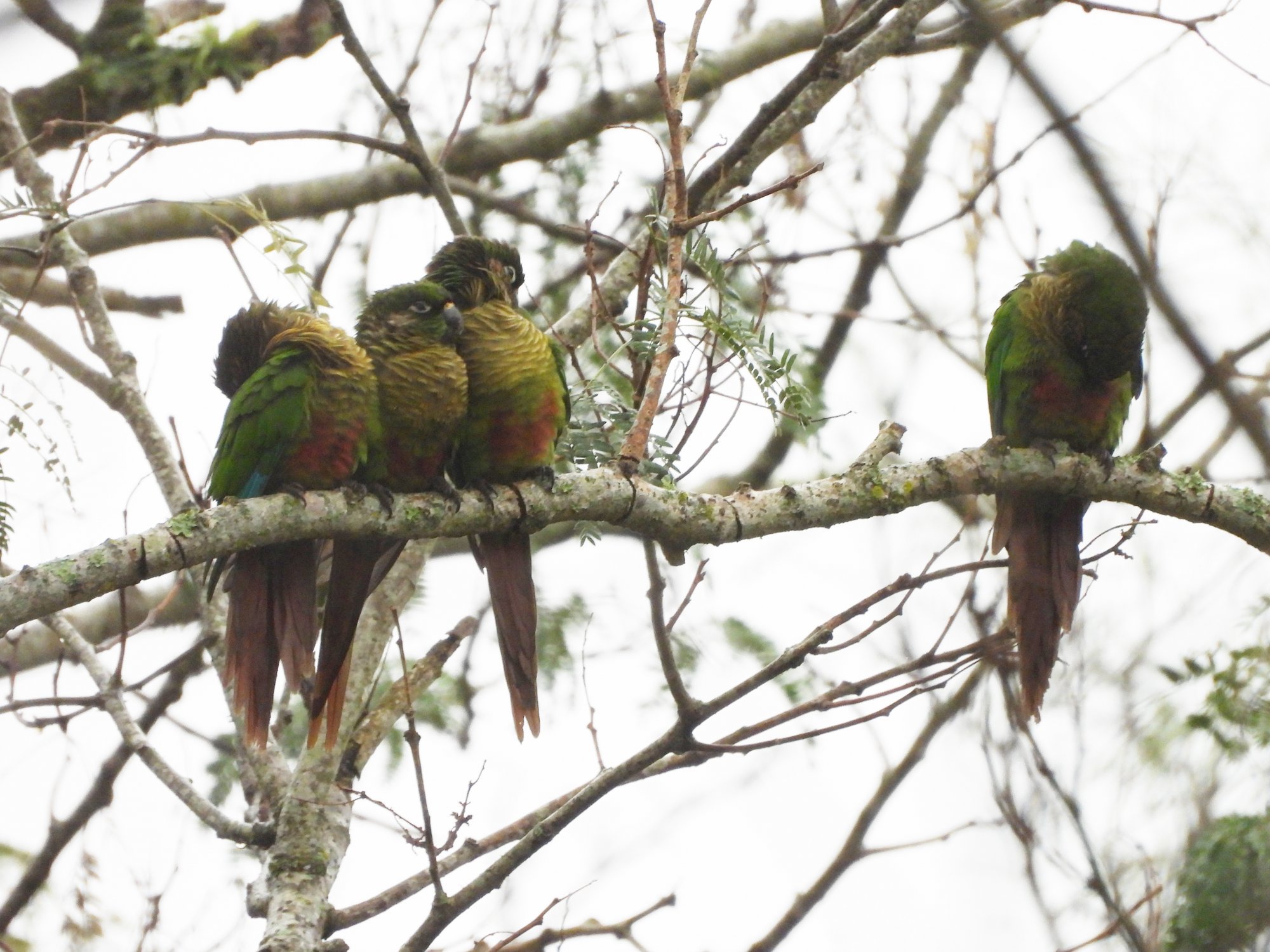 Foto Chiripepé Cabeza Verde