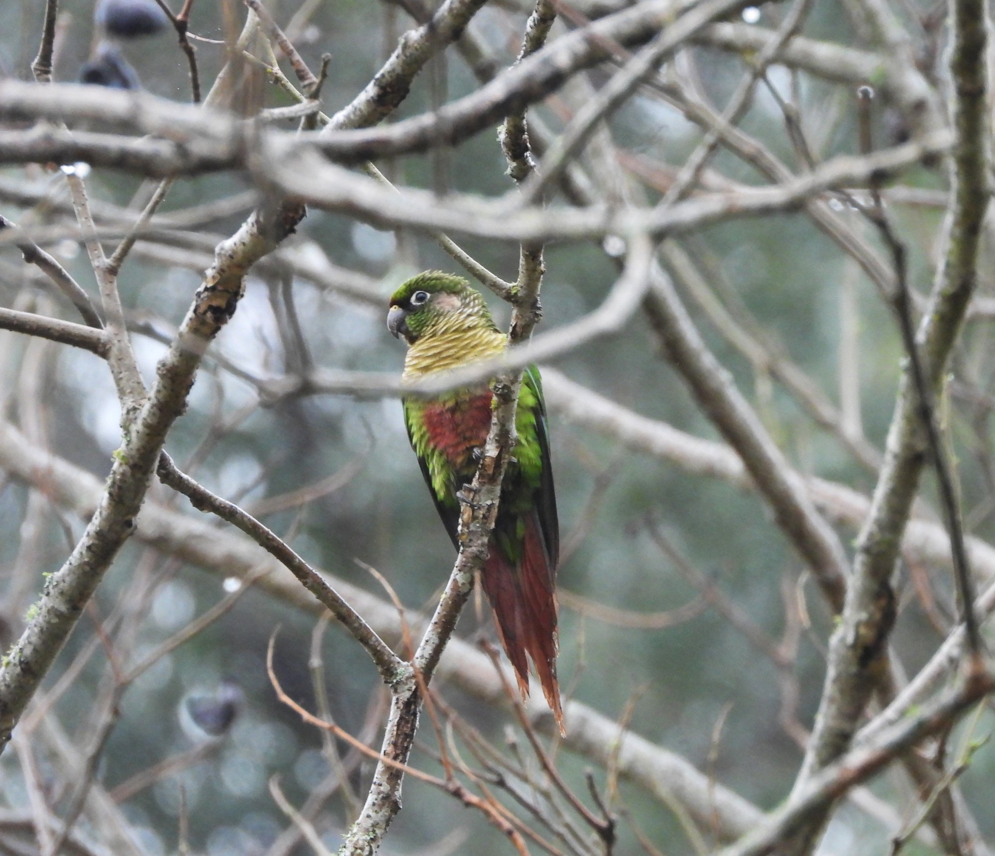 Photo Chiripepé Cabeza Verde