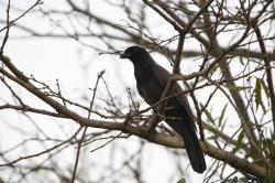 Foto Urraca Morada