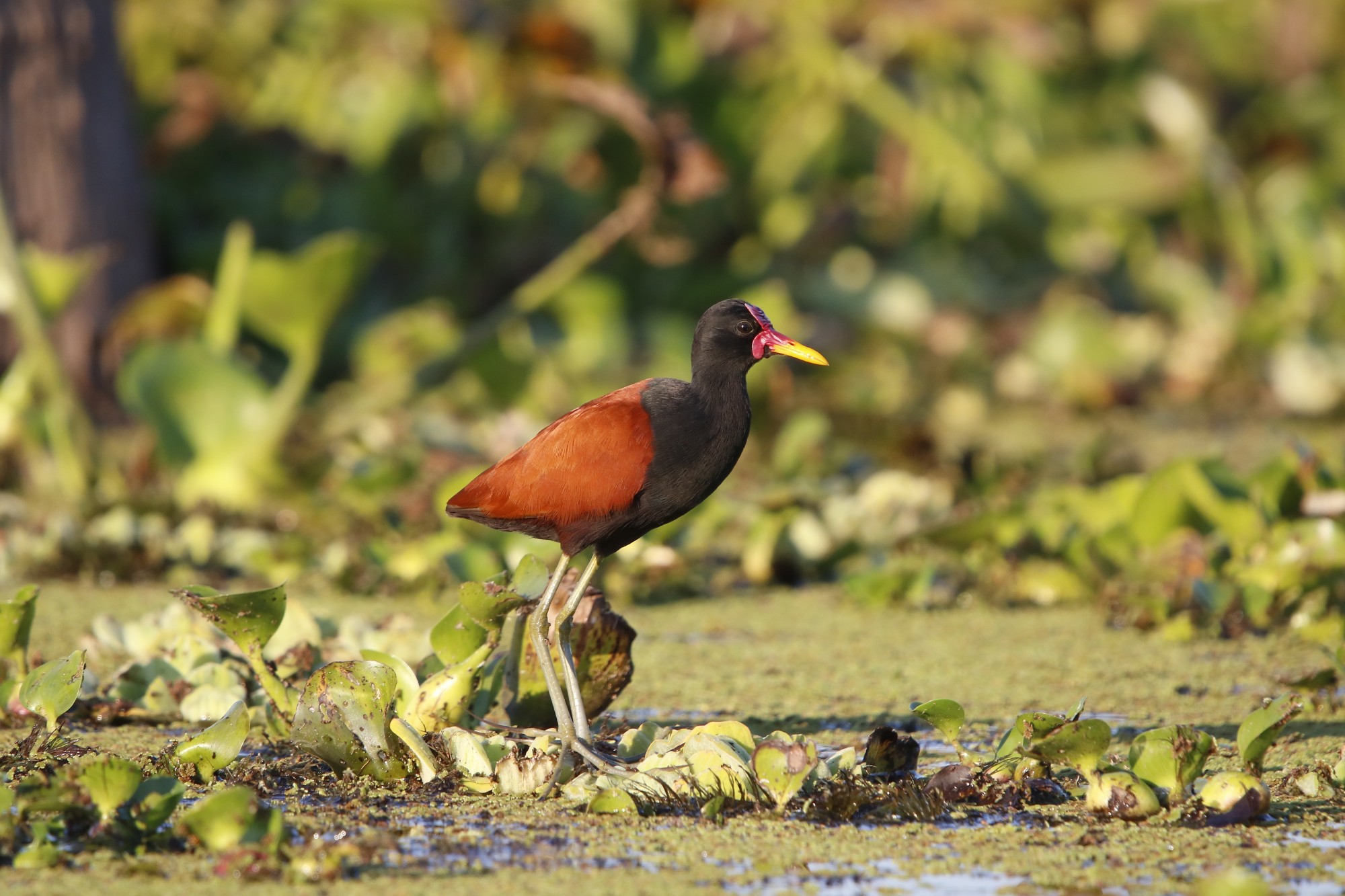 Photo Jacana