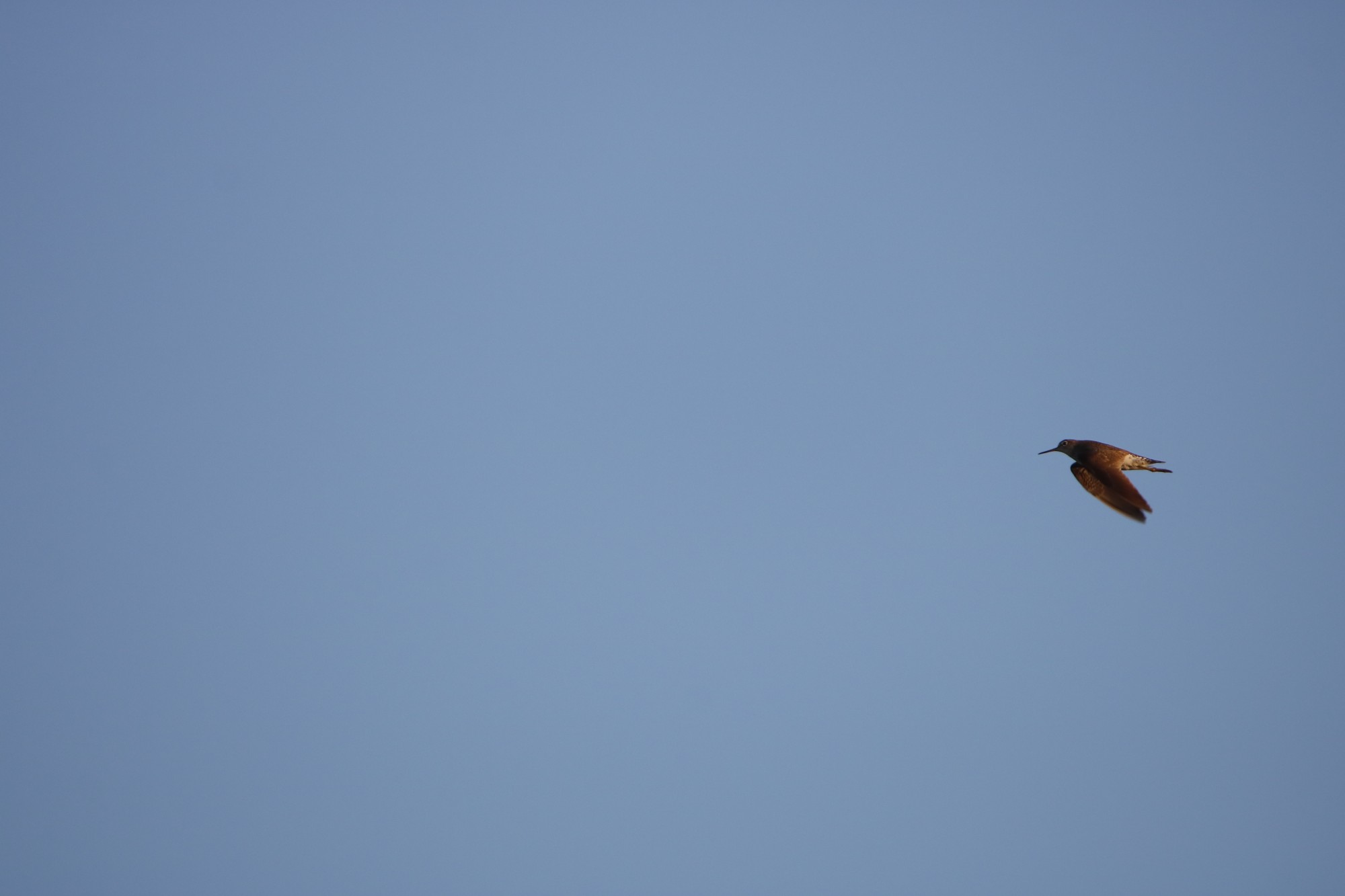 Photo Pitotoy Solitario