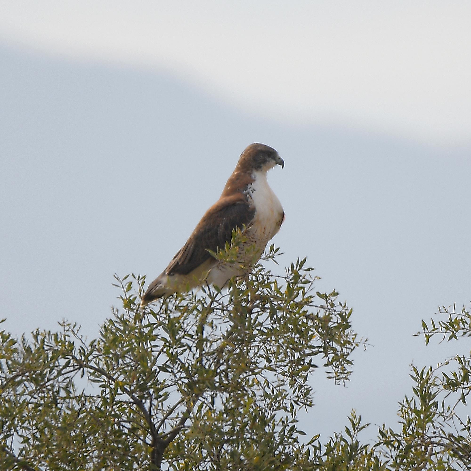 Foto Aguilucho Común