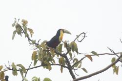 Foto Tucán Pico Verde