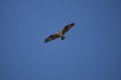 Foto Águila Pescadora