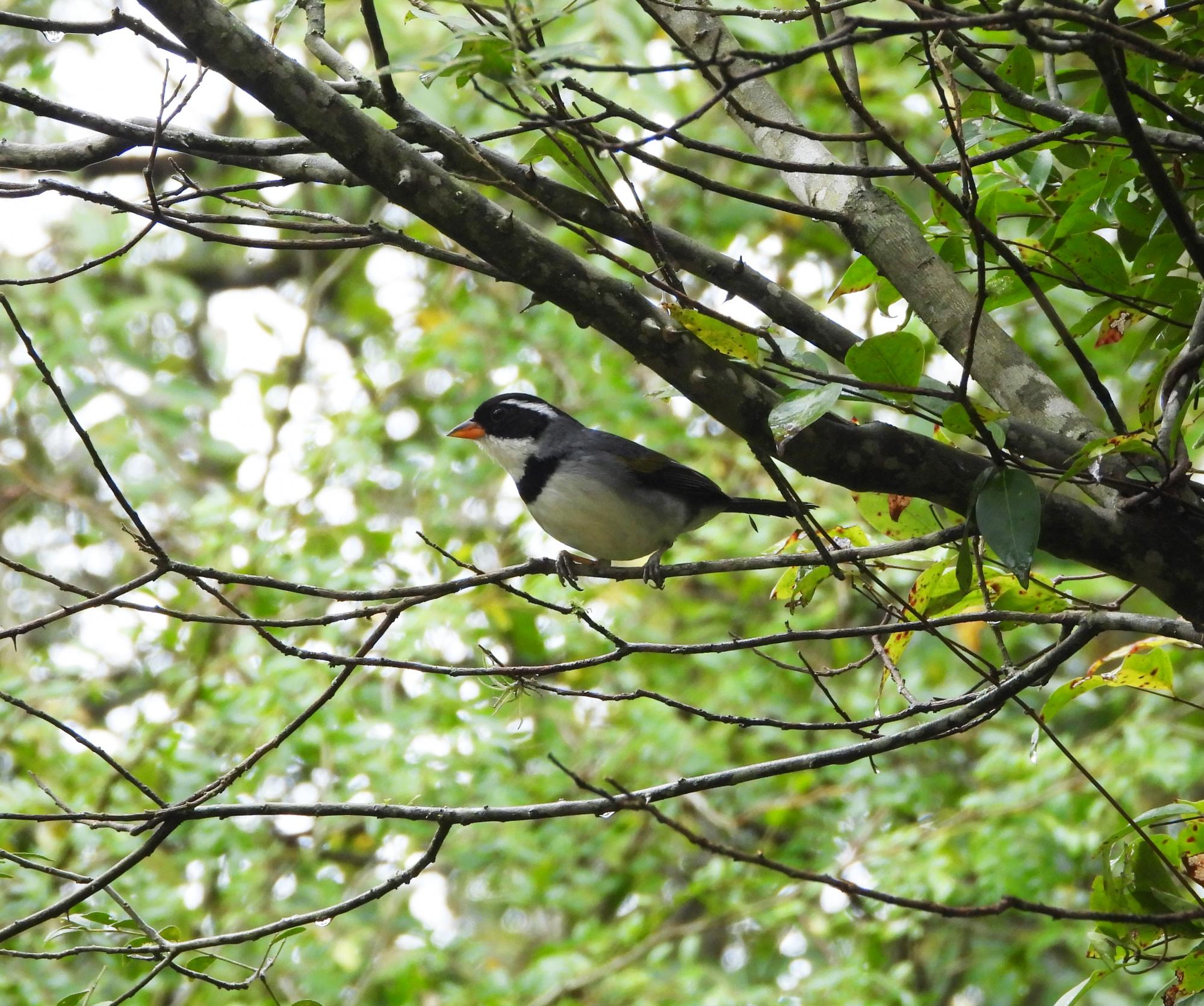 Arremon&nbsp;flavirostris