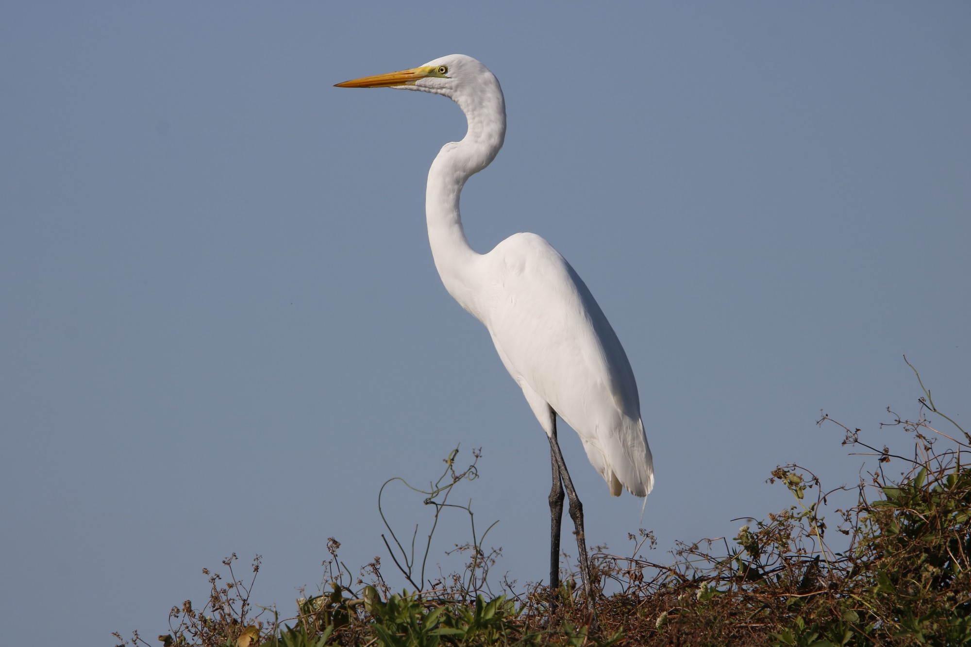 Foto Garza Blanca