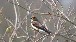 Foto Golondrina Ribereña