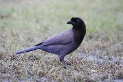 Foto Urraca Morada