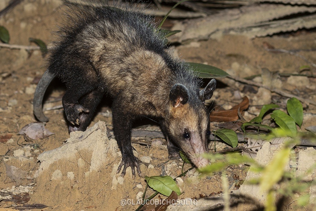 Didelphis&nbsp;marsupialis