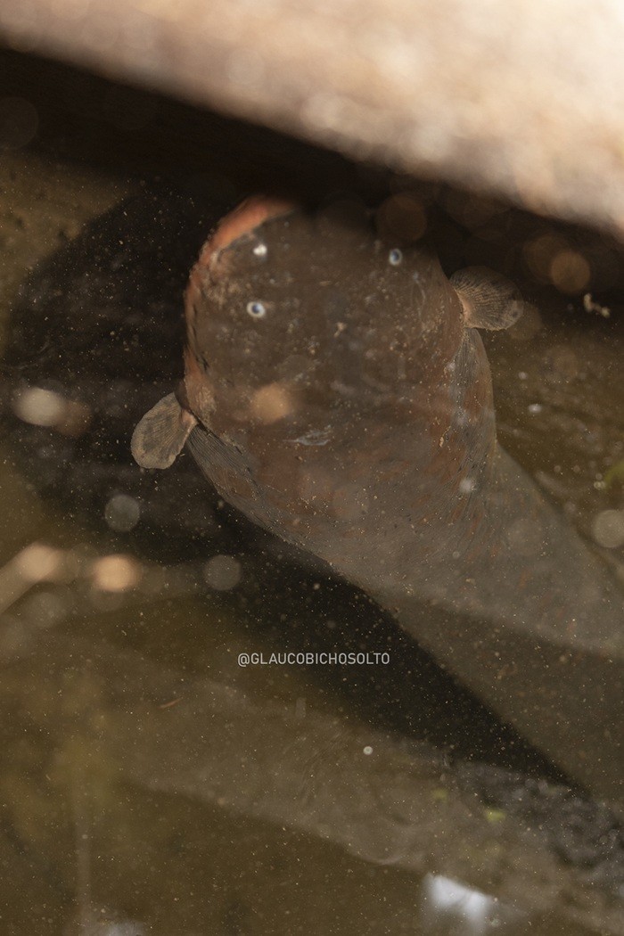Electrophorus&nbsp;varii