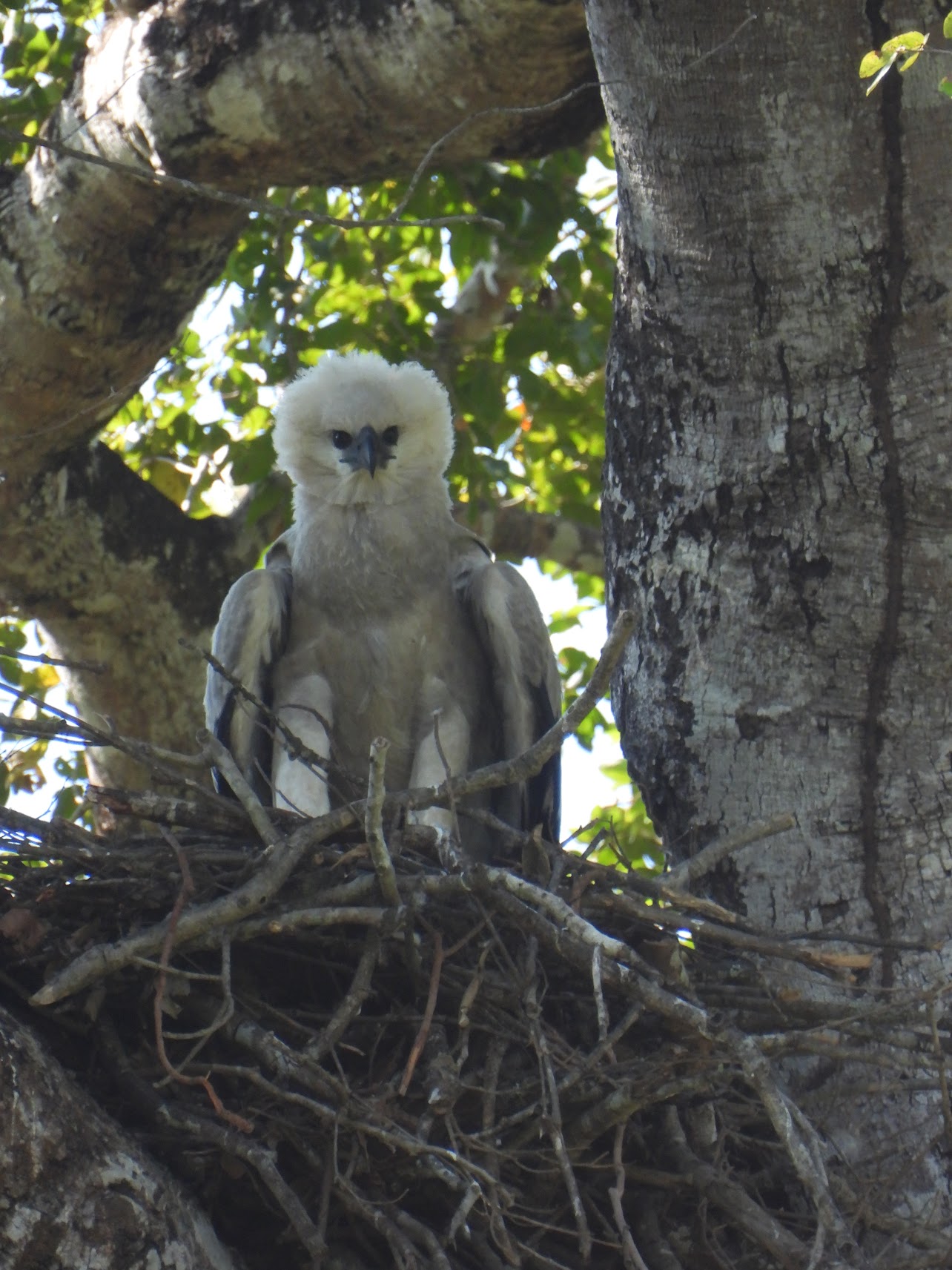 Foto Águila Harpía