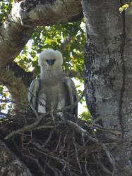 Foto Águila Harpía