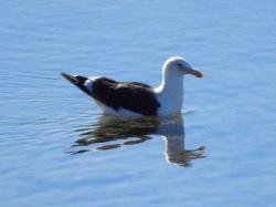 Photo Gaviota Cocinera