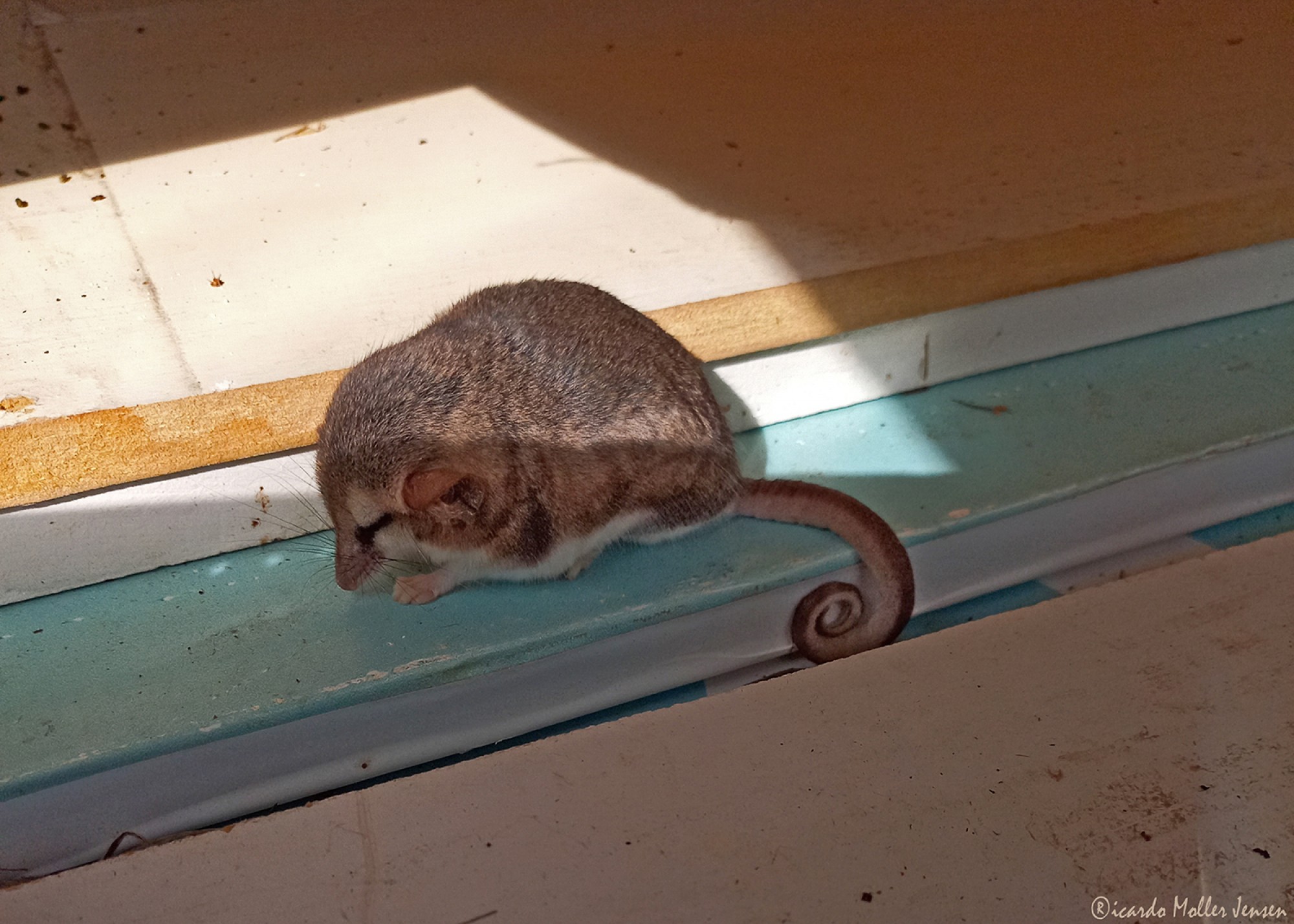 Thylamys&nbsp;pallidior