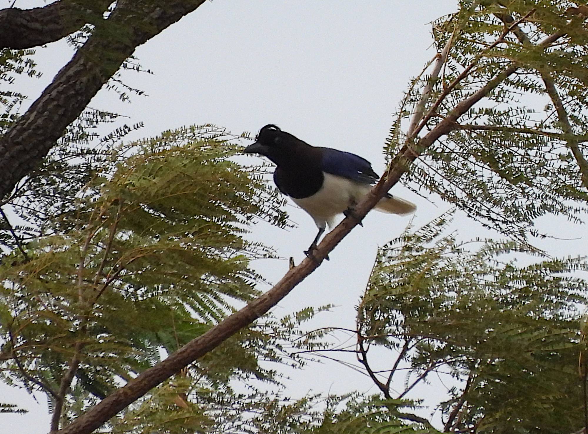 Foto Urraca Campestre