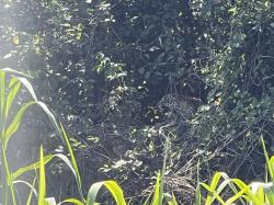 Foto Yaguareté