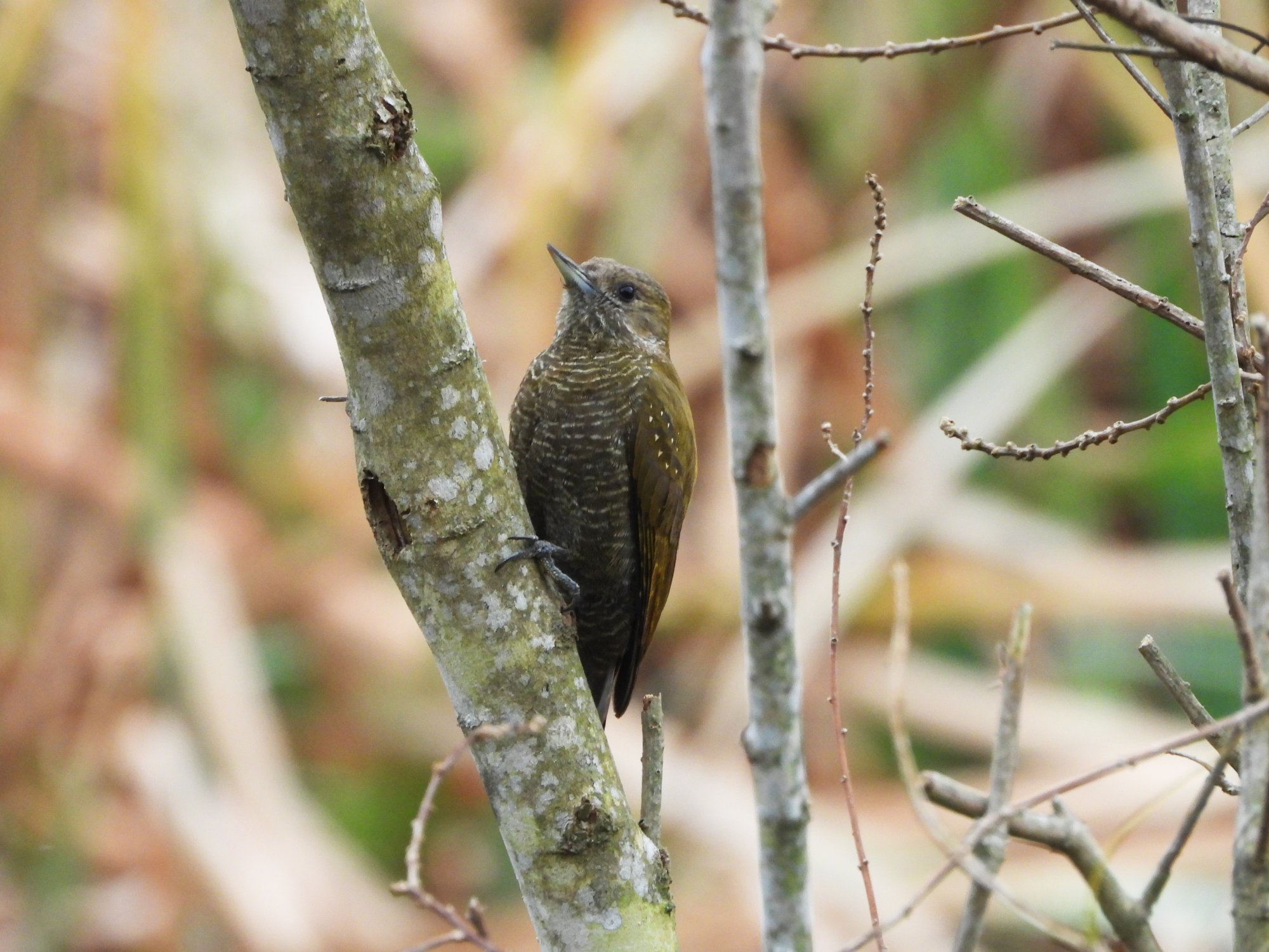 Veniliornis&nbsp;passerinus